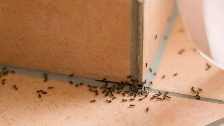 dieci rimedi naturali per sbarazzarsi delle formiche in casa 768x432 - Dieci rimedi naturali per sbarazzarsi delle formiche in casa
