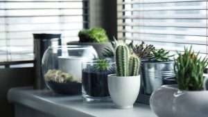 decora la tua casa con i cactus le piante piu 300x169 - Il miglior (e più facile) trucco fatto in casa per pulire le vostre padelle e lasciarle scintillanti.